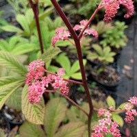 Rodgersia pinnata 'Superba'